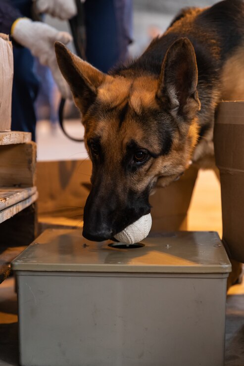 Photo by Lance Cpl. Isaac Orozco