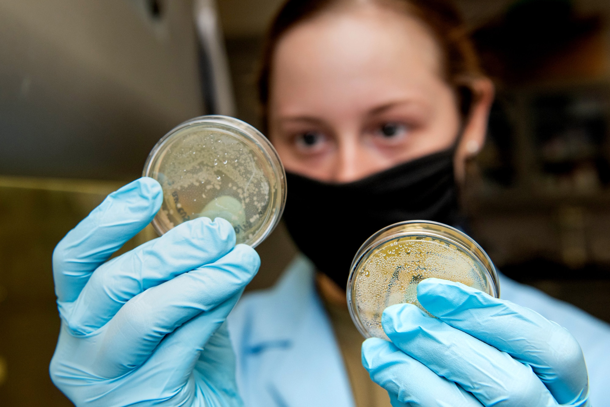 Air Force Academy C2C Margaret Warner examines S. aureus (bacterial) growth. Air Force Academy -- (U.S. Air Force photo/Trevor Cokley)