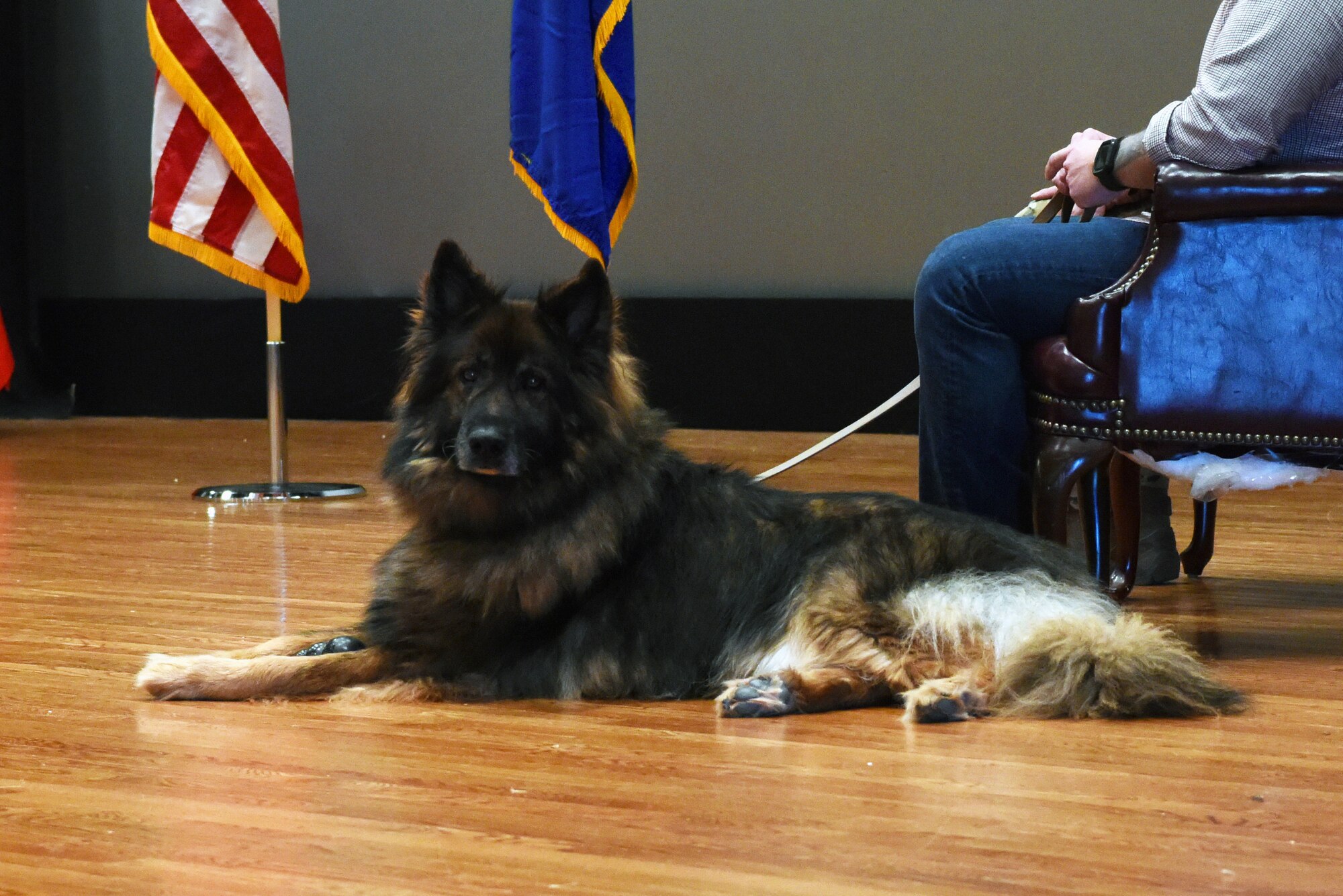 Nero, 7th Security Forces Squadron military working dog, sits during his retirement ceremony at Dyess Air Force Base, Texas, Dec. 22, 2021. MWDs work alongside their handlers provide security, crime prevention patrols, emergency response and intruder detection. (U.S. Air Force photo by Senior Airman Sophia Robello)