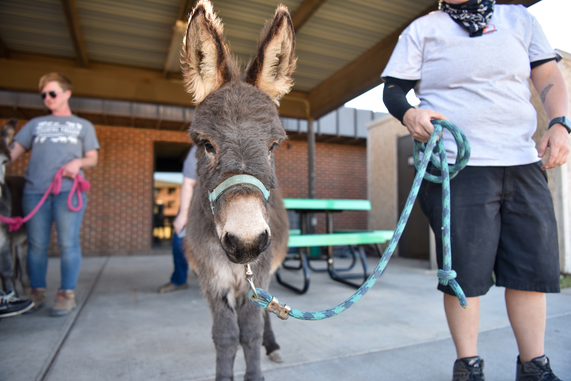 Skipper the donkey poses for a photo at the Crossroads on Goodfellow Air Force Base, Texas, Dec. 22, 2021.  During the Exodus dinner, Peaceful Valley Rescue brought donkeys for students to pet and take photos with. (U.S. Air Force photo by Staff Sgt. Jermaine Ayers)