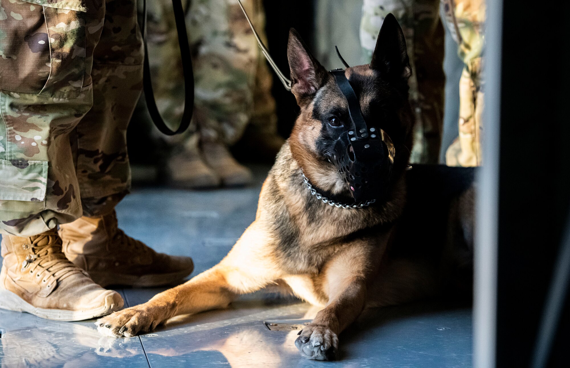 Military working dog lays on floor of airplane.