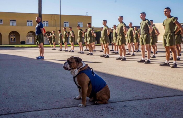 Lance Cpl. Manny, the Marine Corps Recruit Depot (MCRD), San Diego mascot participates in Lima Company’s motivational run at MCRD, Jan. 21, 2020.