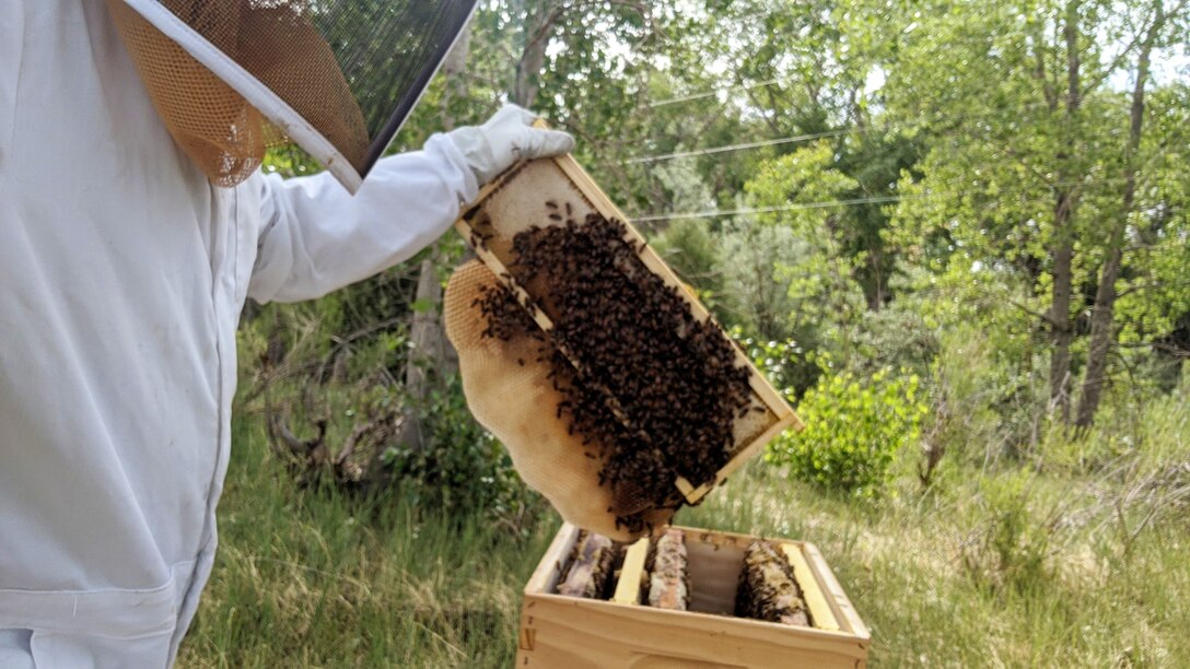 Kyle Sisco, natural resources specialist, dons his beekeeper suit, opens the top of the hive, and takes out one of the frames. It is important to disturb the hives as little as possible. Every time the hives are opened, up to 300 bees may be killed by crushing them in the frames.