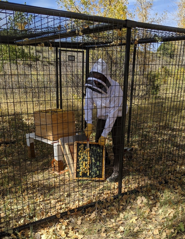 Kyle Sisco, natural resources specialist, outfitted in his beekeeper suit, opens the top of the hive, and takes out one of the frames from the bee hive.