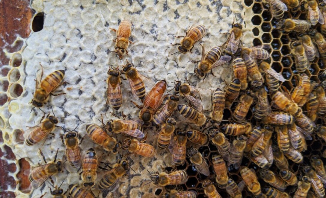 A nucleus of bees are busy in their hand-made hives at Trinidad Lake, Colo.