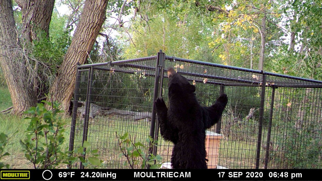 After the bees were transferred into the hand-made hives, Sisco and Terry installed dog kennels as a protective perimeter, in order to keep bears and other predators away from the hive. Here a bear is seen attempting to get into the hive area.