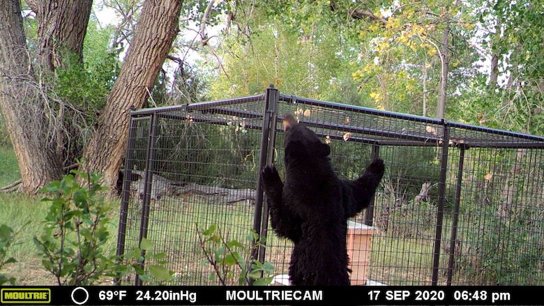 After the bees were transferred into the hand-made hives, Sisco and Terry installed dog kennels as a protective perimeter, in order to keep bears and other predators away from the hive. Here a bear is seen attempting to get into the hive area.