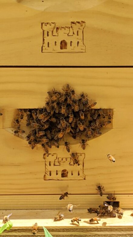 The bees have adjusted to their new, handmade hives at Trinidad Lake and Dam. According to the Natural Resources Management Gateway reference website, any hives and bees on federal property can only be utilized for pollination. The honey produced is strictly for the bees to consume to keep the hive going.