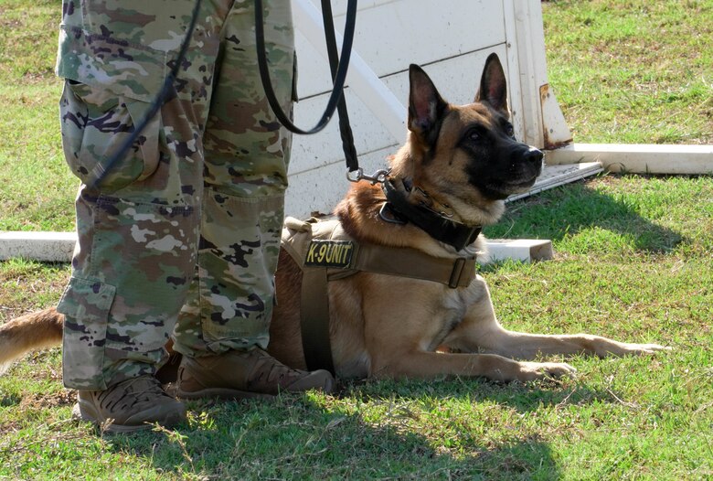 Staff Sgt. Michael Alcala and Staff Sgt. Dakota Hood, 647th Security Forces Squadron military working dog handlers, along with Joker, 647th SFS military working dog, participate in a K-9 demonstration at Joint Base Pearl Harbor Hickam, Hawaii, Jan. 14, 2021. Military working dogs as well as their handlers go through extensive training to be able to work together to complete the mission. (U.S. Air Force photo by Airman 1st Class Makensie Cooper)