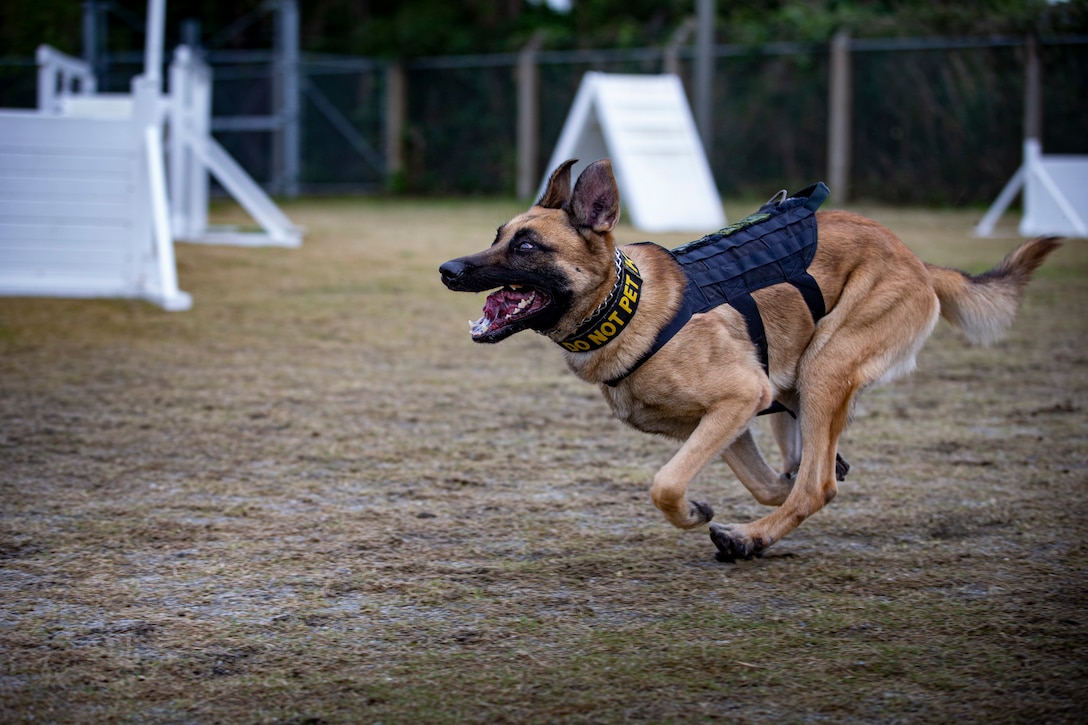 A U.S. military working dog participates in training on Camp Hansen, Okinawa, Japan, Feb. 3.