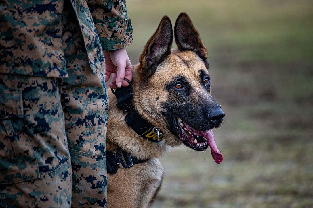 A U.S. Marine takes a military working dog out of the kennels to conduct training on Camp Hansen, Okinawa, Japan, Feb. 3.