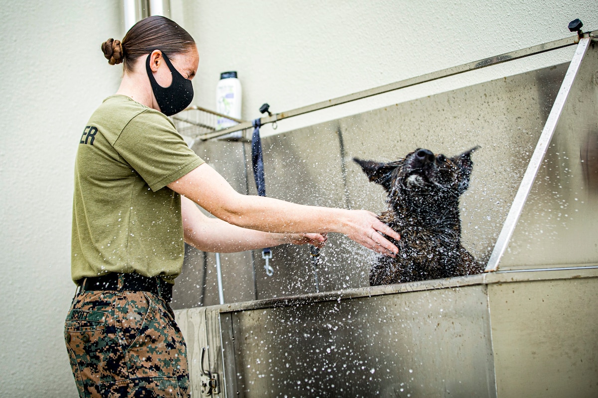 A Marine shuts her eyes as a dog she's washing in a metal tub shakes water off its body.