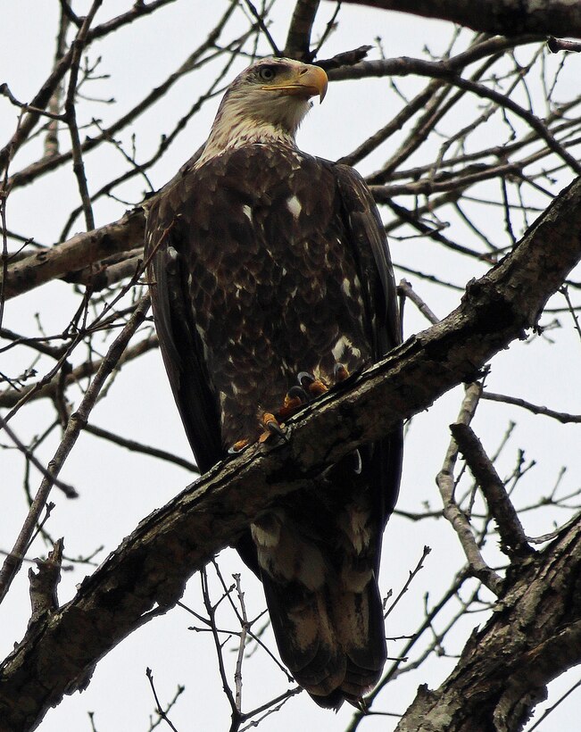 A mature bald eagle spotted at Sardis Lake, Mississippi, during the U.S. Army Corps of Engineers (USACE) Vicksburg District’s mid-winter bald eagle survey in January. A total of 50 eagles, along with other species, were counted across Arkabutla, Sardis, Enid and Grenada lakes during the 2021 survey.