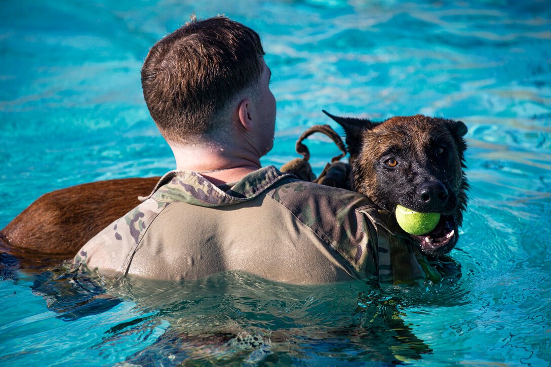 A Marine carries a dog holding a tennis ball in a pool.