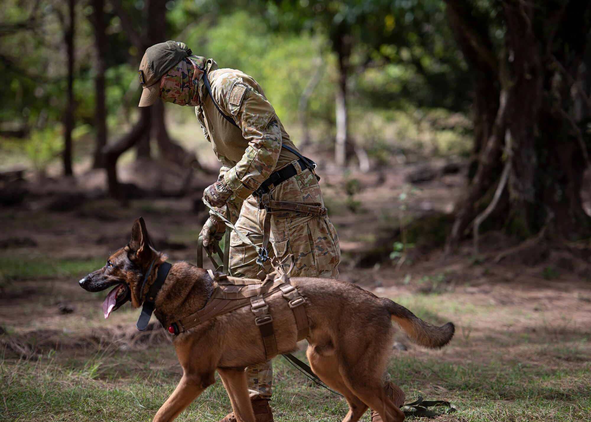 LACW Christina Smith, 2 Security Forces Squadron Tindal, Australia, military working dog handler, follows a scent with her dog during Pacific Defender 21-1 at Andersen Air Force Base, Guam, January 27 2021.