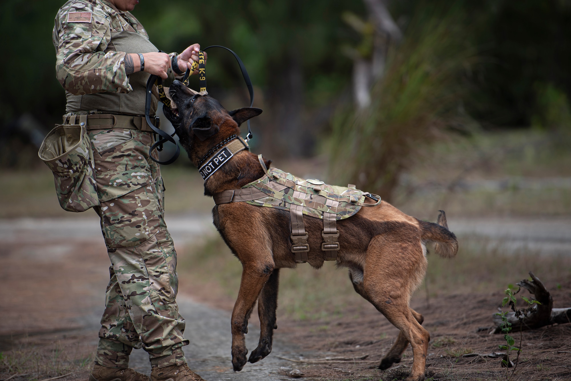 SrA Alexandra Campanaro, 36th Security Forces Squadron military working dog handler, rewards her dog, Harry, during Pacific Defender 21-1 at Andersen Air Force Base, Guam, January 27 2021