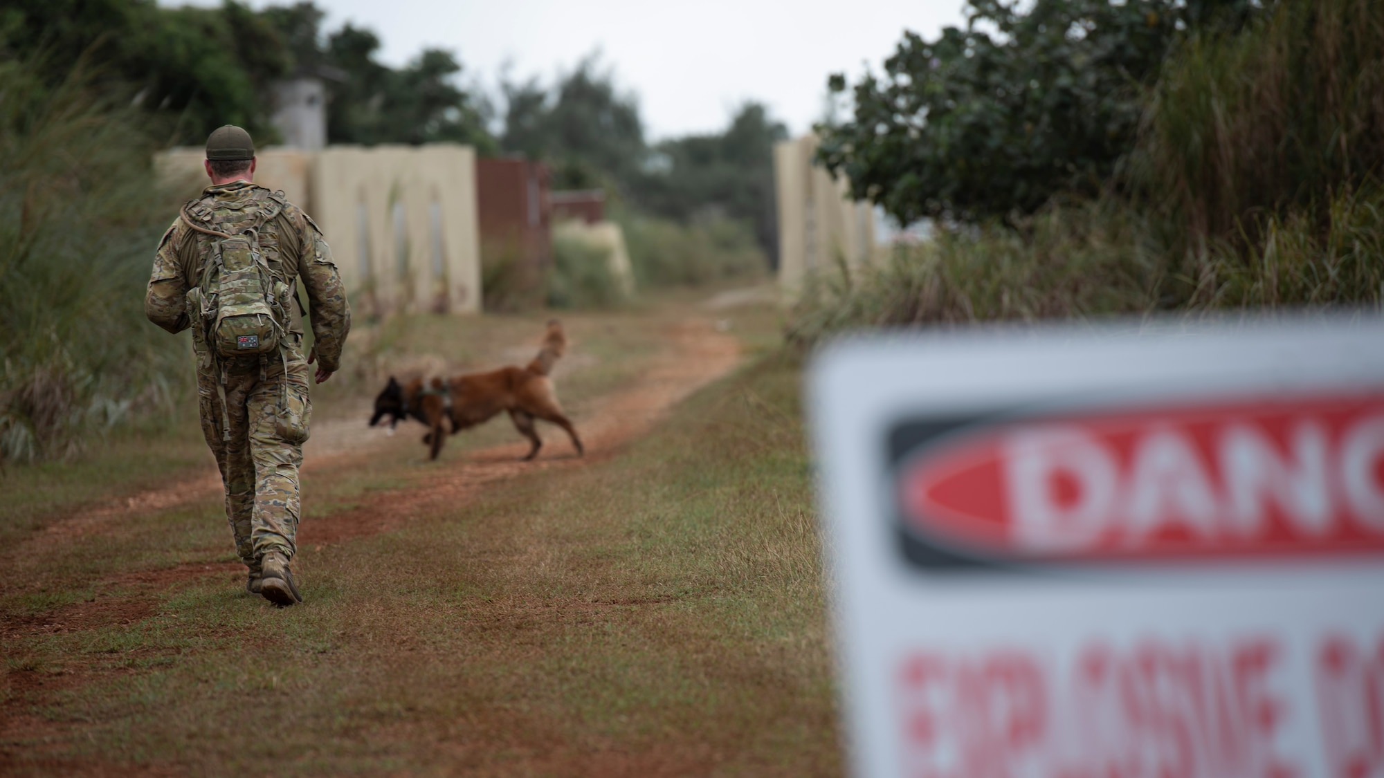 LAC Gregory Chance, 2 Security Forces Squadron Royal Australian Air Force Base Amberley, military working dog handler, works with his dog, Java, on a mission to find explosives during Pacific Defender 21-1 at Andersen Air Force Base, Guam, January 27 2021.