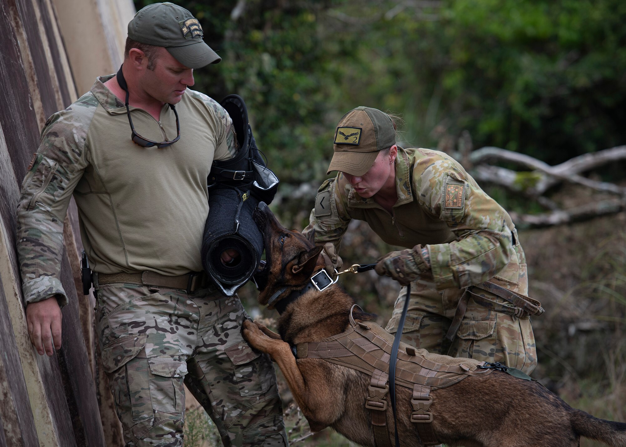 LACW Christina Smith, 2 Security Forces Squadron Tindal, Australia, military working dog handler, attaches a short leash to her dog, Chainsaw, before commanding him to release his bite on a simulated suspect during Pacific Defender 21-1 at Andersen Air Force Base, Guam, January 27 2021