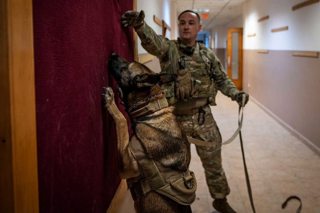 An airman guides a military working dog during training.