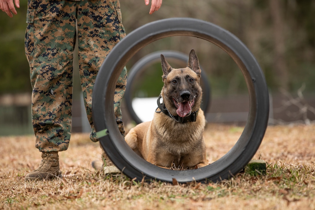 The life of a U.S. Marine Corps military working dog handler is just like that of any Marine. It’s full of training, learning how to better serve those around them and working to ensure the mission is accomplished.