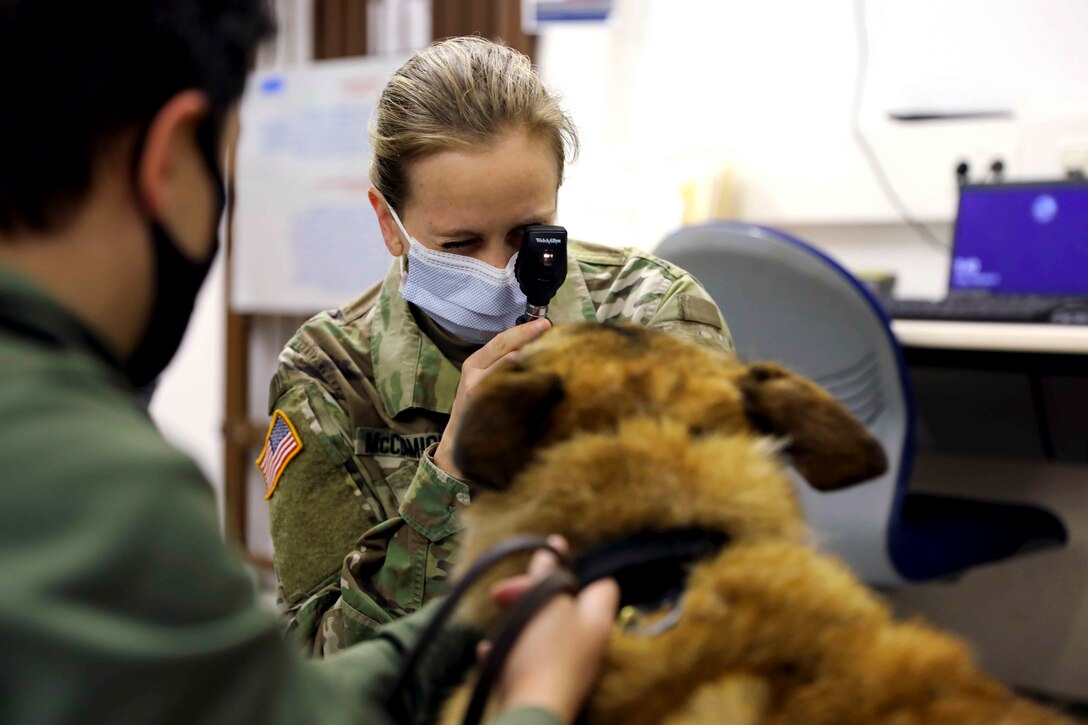 A soldier looks at the eye of a dog using a medical instrument.