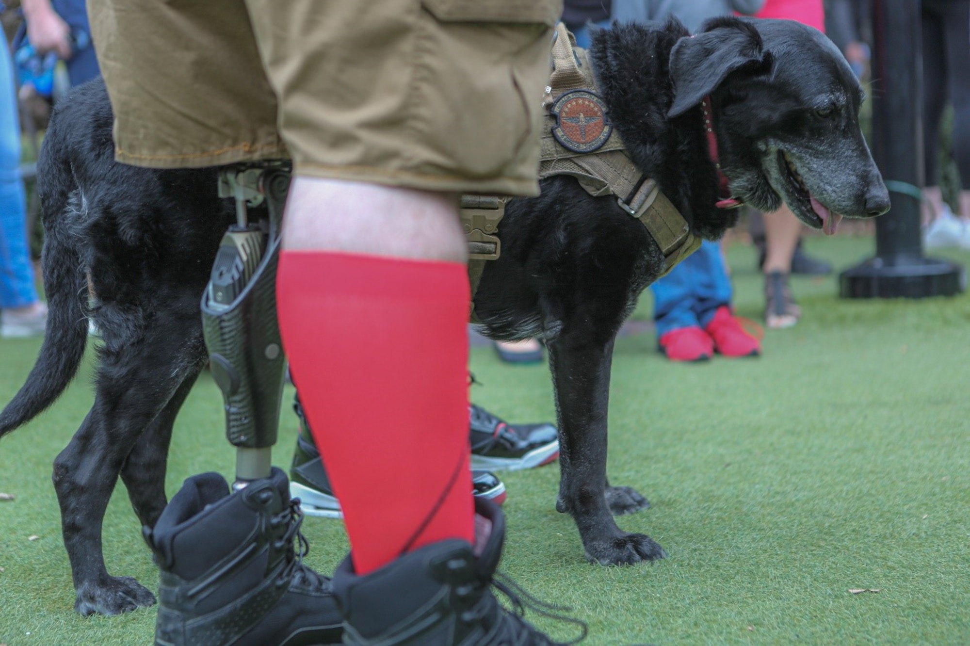 A veteran stands by his service dog during the ‘Salute-To-Service-Stroll’ Feb. 6, 2021, at the Tampa Riverwalk, Tampa, Florida. (U.S. Army photo by Spc. Robert Vicens)