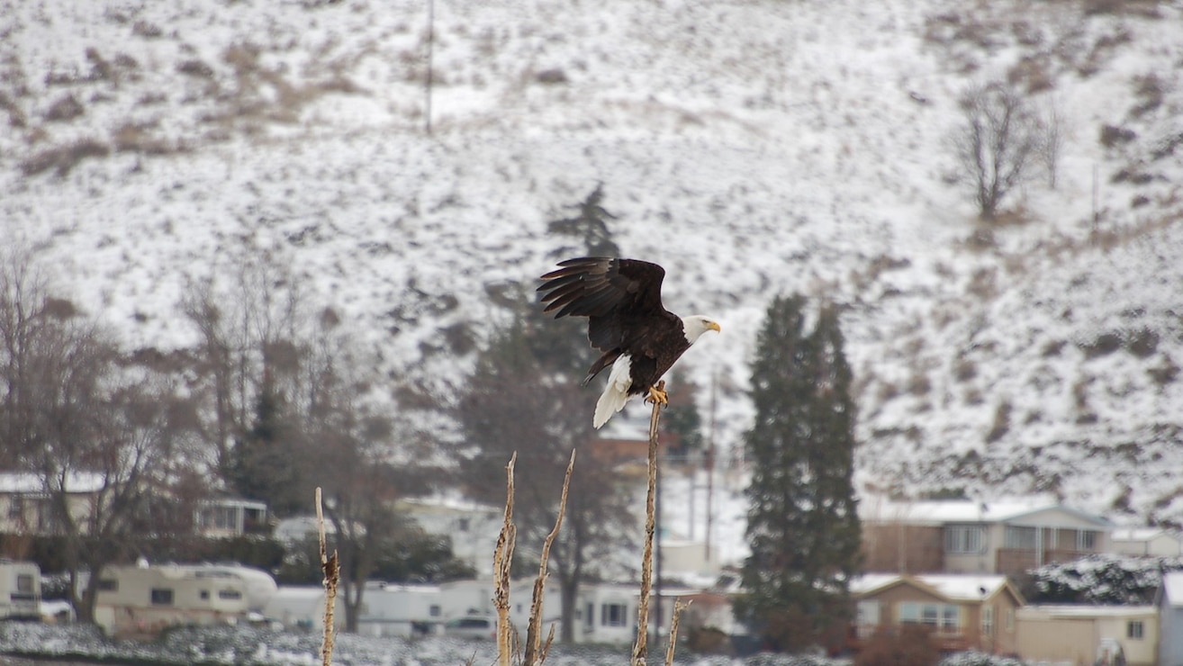 Bald Eagles at The Dalles Lock & Dam