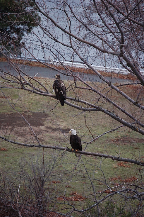 Bald Eagles at The Dalles Lock & Dam