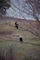 Bald Eagles at The Dalles Lock & Dam