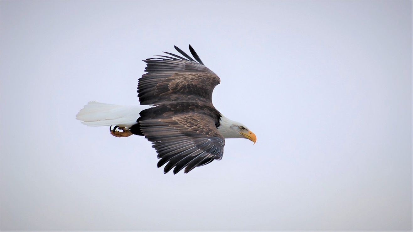 Bald Eagles at The Dalles Lock & Dam