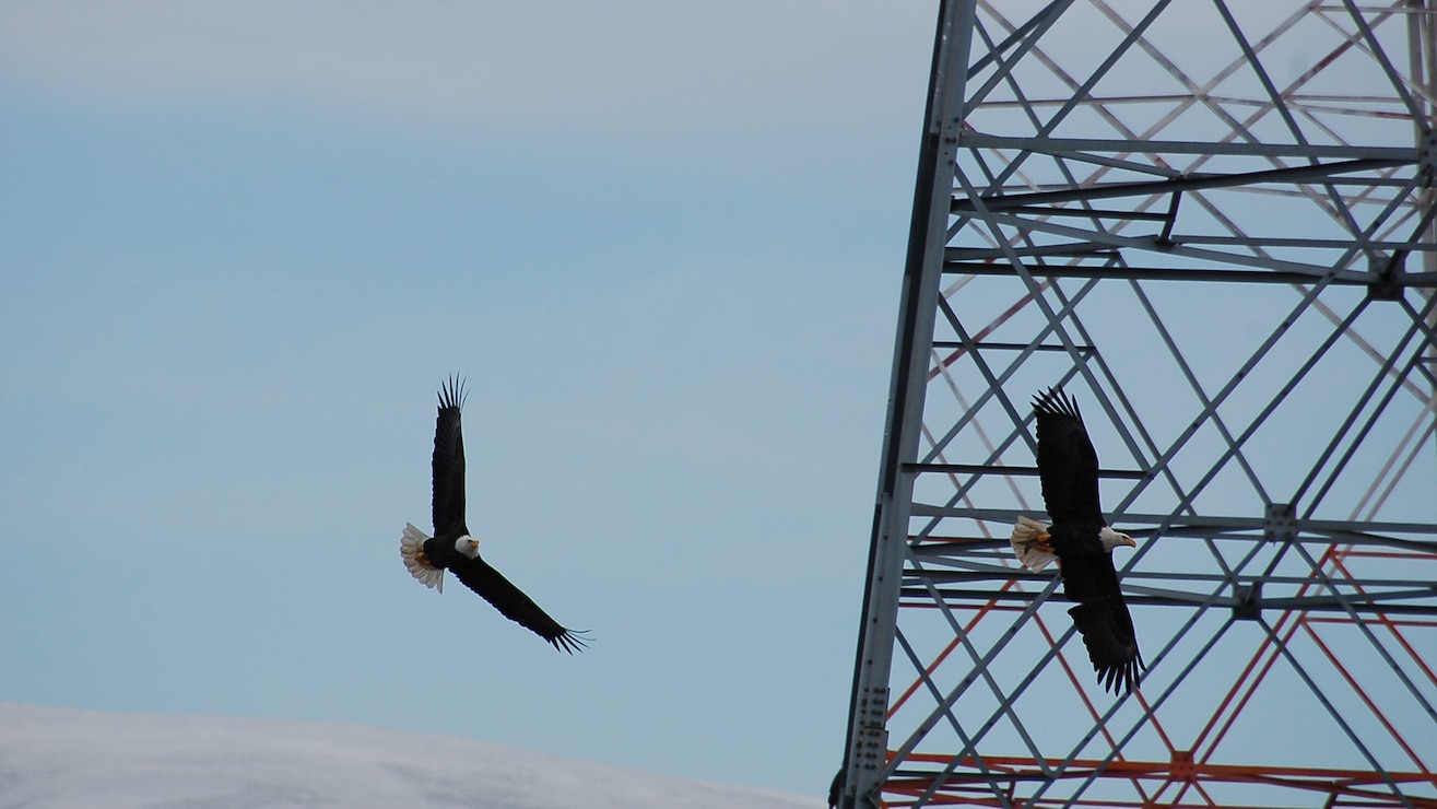 Bald Eagles at The Dalles Lock & Dam