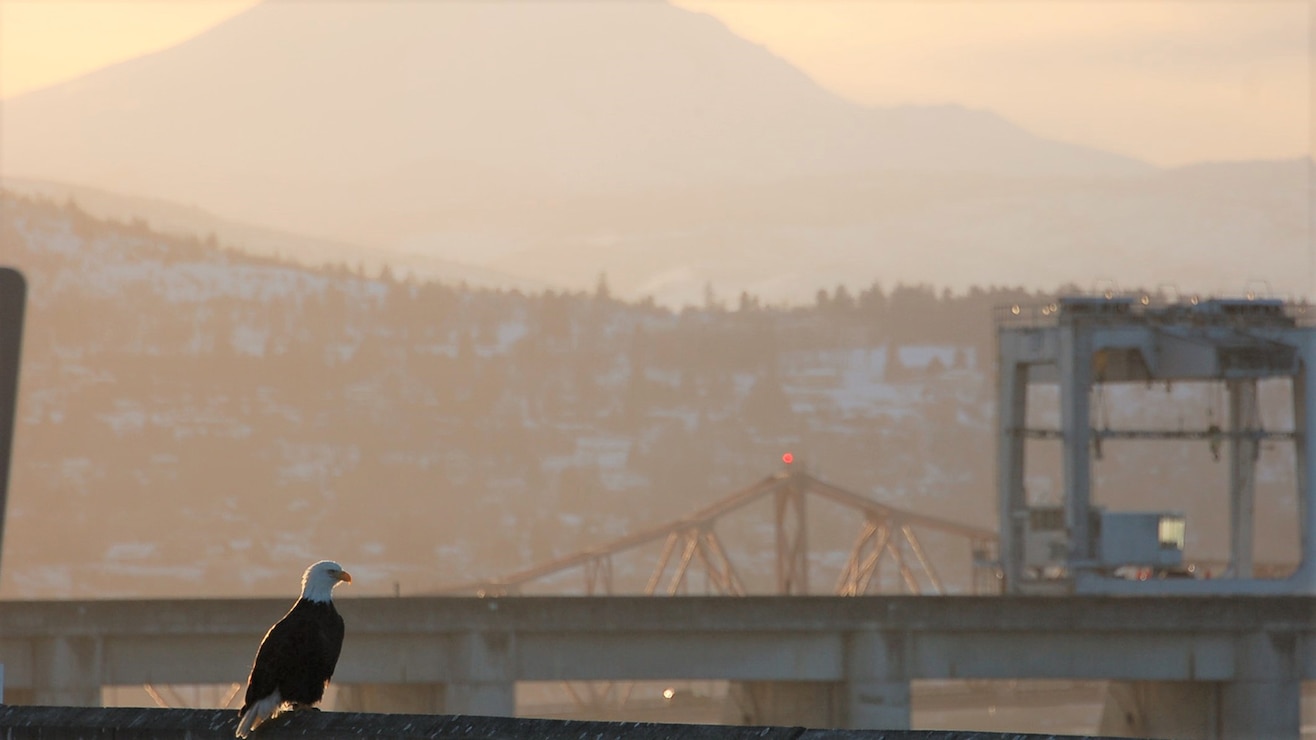 Bald Eagles at The Dalles Lock & Dam