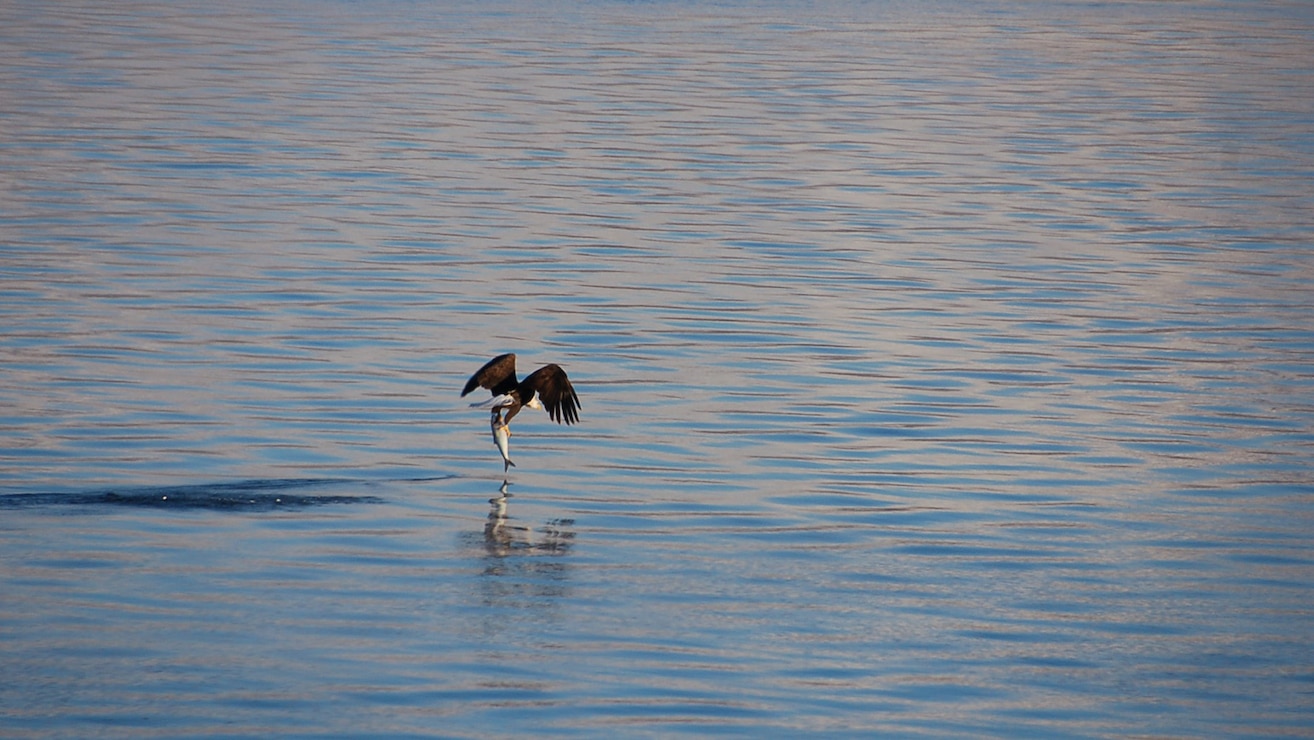 Bald Eagles at The Dalles Lock & Dam