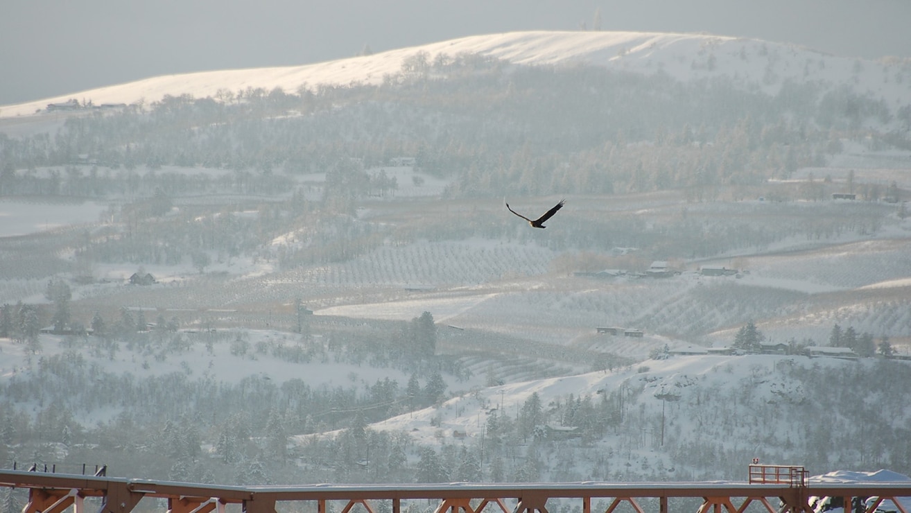 Bald Eagles at The Dalles Lock & Dam