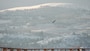 Bald Eagles at The Dalles Lock & Dam