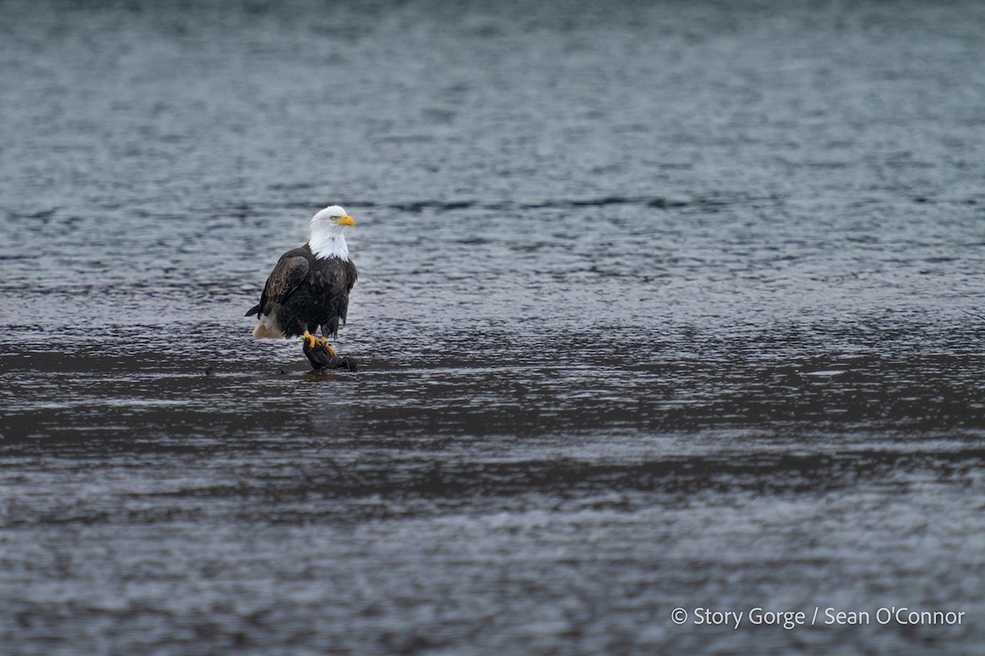 Bald Eagles at The Dalles Lock & Dam