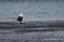 Bald Eagles at The Dalles Lock & Dam