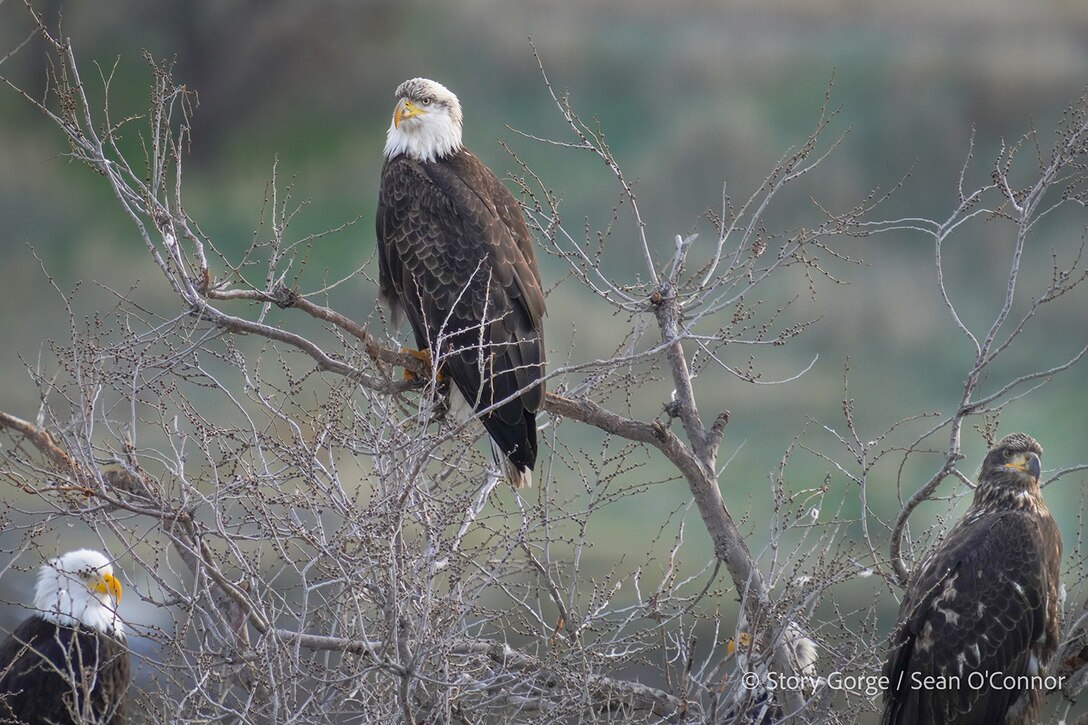 Bald Eagles at The Dalles Lock & Dam
