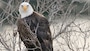 Bald Eagles at The Dalles Lock & Dam