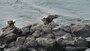 Bald Eagles at The Dalles Lock & Dam