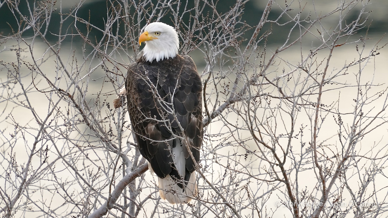 Bald Eagles at The Dalles Lock & Dam