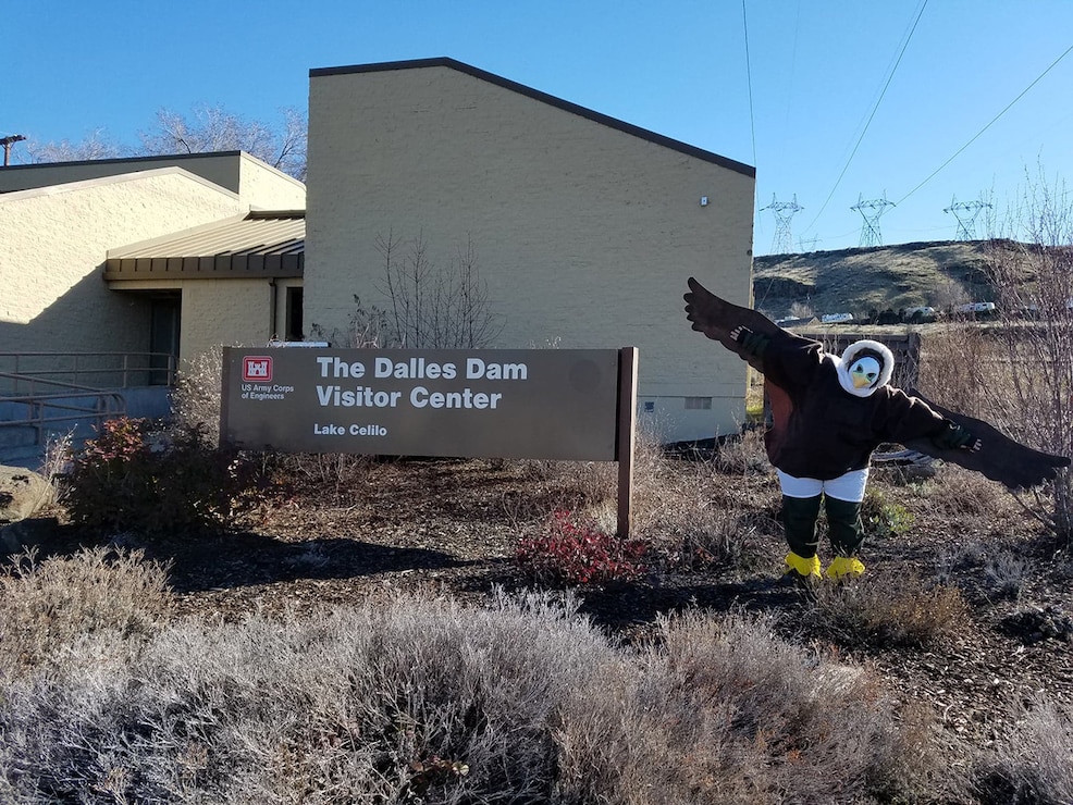 Bald Eagles at The Dalles Lock & Dam