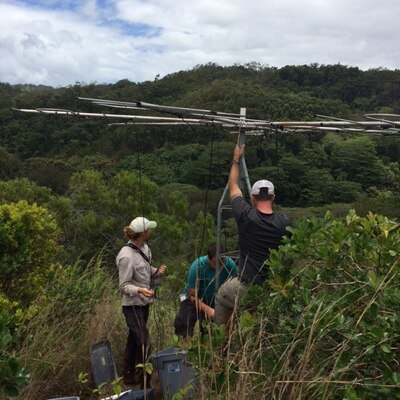 Researchers with U.S. Army Engineer Research and Development Center (ERDC), Construction Engineering Research Laboratory (CERL), Threatened and Endangered Species program place colored bands for individual identification on Red-billed Leothrix at Oahu, Hawaii, July 25, 2015. Individual identification of birds allows researchers to document movement and behavior of fruit-eating bird species, aiding in understanding of potential seed dispersal of endangered plants on Hawaii military installations. (U.S. Army Corps of Engineers photo)