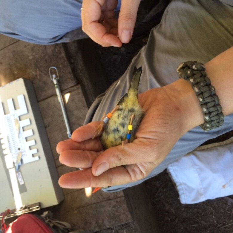 Researchers with U.S. Army Engineer Research and Development Center (ERDC), Construction Engineering Research Laboratory (CERL), Threatened and Endangered Species program place colored bands for individual identification on Red-billed Leothrix at Oahu, Hawaii, July 25, 2015. Individual identification of birds allows researchers to document movement and behavior of fruit-eating bird species, aiding in understanding of potential seed dispersal of endangered plants on Hawaii military installations. (U.S. Army Corps of Engineers photo)