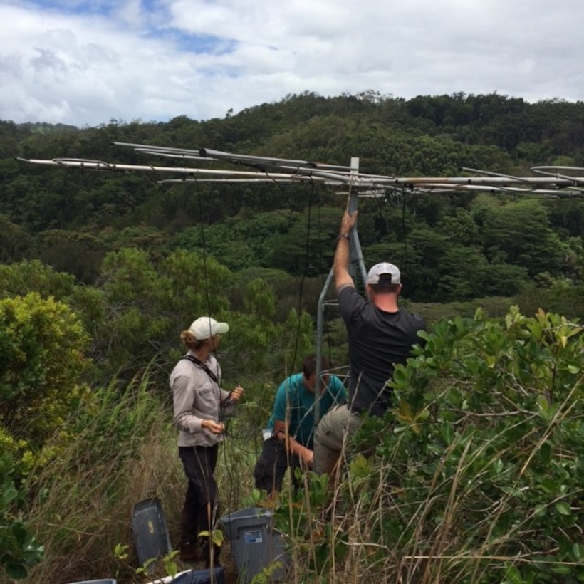 Collaborators of U.S. Army Engineer Research and Development Center, Construction Engineering Research Laboratory (CERL), including Dr. Jinelle Sperry, wildlife biologist at the CERL’s Threatened and Endangered Species Program, install towers for automated radio-telemetry of fruit-eating birds in Oahu, Hawaii, July 24, 2015. This research demonstrates the importance of certain non-native species as dispersers of native, endangered plants on Hawaii military installations. (U.S. Army Corps of Engineers photo)