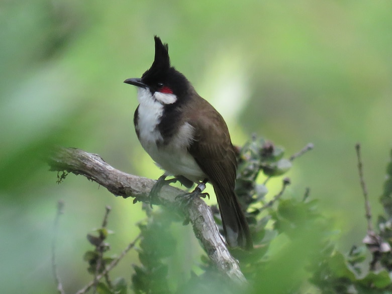 A Red-whiskered Bulbul, a non-native fruit-eating bird on the island of Oahu, Hawaii, is pictured March 29, 2019. Research by U.S. Army Engineer Research and Development Center (ERDC), Construction Engineering Research Laboratory (CERL) and collaborators has demonstrated the importance of non-native birds for dispersal of native endangered plants in Hawaii.  The collaborative efforts of the ERDC-CERL’s team help establish the Department of Defense’s ability to properly train on military installations and balance ecosystem health. (U.S. Army Corps of Engineers photo)