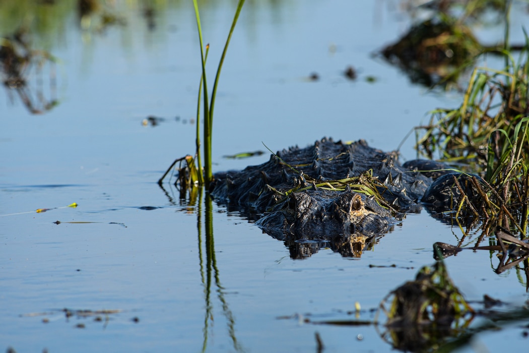 Comprehensive Everglades Restoration Plan (CERP) proje