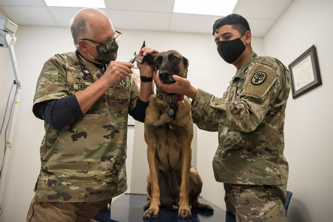 Dr. Carl Zaboly, 30th Space Wing Veterinary Treatment Clinic veterinarian, and U.S. Army Specialist Omar Arenas, 30th Space Wing vet technician, perform a checkup on a personally owned animal January 1, 2021, at Vandenberg Air Force Base, Calif. The veterinary clinic services both military working dogs and horses as well as privately owned animals for base personnel. (U.S. Space Force photo by Senior Airman Hanah Abercrombie)