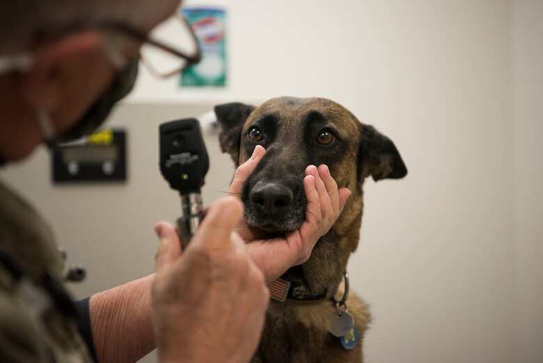 Dr. Carl Zaboly, 30th Space Wing Veterinary Treatment Clinic veterinarian performs a checkup on a personally owned animal January 1, 2021, at Vandenberg Air Force Base, Calif. The addition of Zaboly to the veterinary clinic team has expanded clinic hours to allow for more privately owned animals to be seen. The veterinary clinic services both military working dogs and horses as well as privately owned animals for base personnel. (U.S. Space Force photo by Senior Airman Hanah Abercrombie)