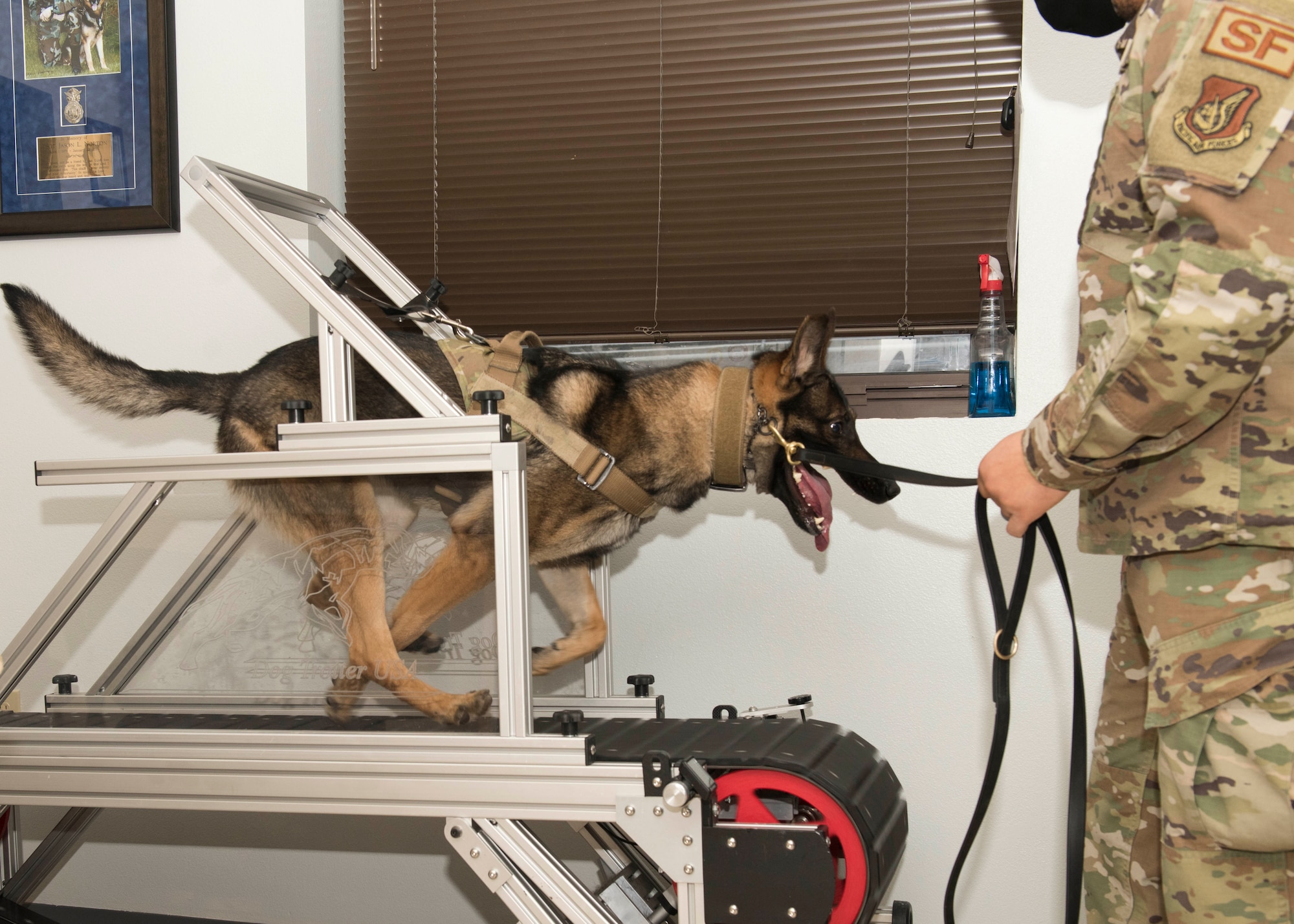 U.S. Air Force Staff Sgt. Dominic Williams, a 673d Security Forces Squadron military working dog (MWD) handler, has MWD Evelyn, a 673d SFS K-9, run on a dog treadmill for physical conditioning during an immersion with the 673d SFS at Joint Base Elmendorf-Richardson, Alaska, Feb. 2, 2021. The tour familiarized base leadership with the 673d SFS and its role in maintaining the safety of the JBER community and security of the installation and its resources.